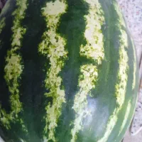 هندوانه