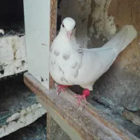 طوقی.  و سفید مچپر