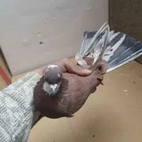 نرسرخ پرشی