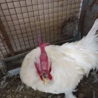 خروس