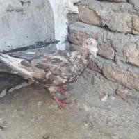 کفتر نامور کوهی و کلّه ای هر دو نر