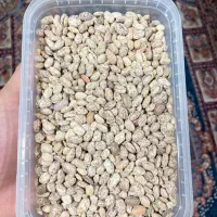 لوبیا چیتی