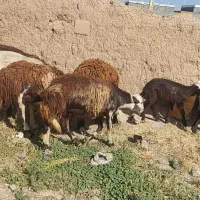 ۶عدد گوسفند شک اول شکم پلنگی اصیل عطیقه
