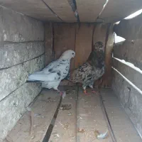 دو جفت کفتر دهن جور