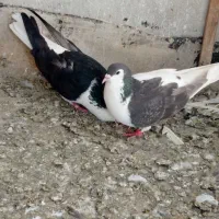 چپ ساده جفت