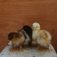 جوجه برهما رنگی غول اوجی فارم