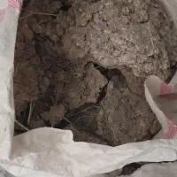 کودکبوتر
