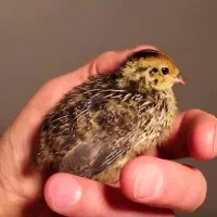 جوجه بلدرچین 3 الی 14 روزه