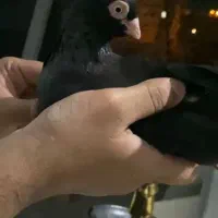 زاغ ابادانی ماده اصیل