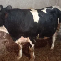 گوساله چاق چاق مناسب قربانی