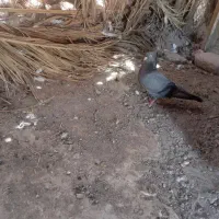 سبز پشت بسته رنده قدیم