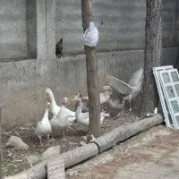 غاز