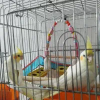 عروس هلندی