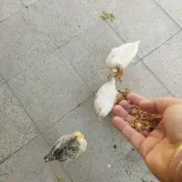 جوجه دوماهه