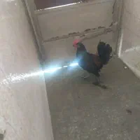 خروس فروشی