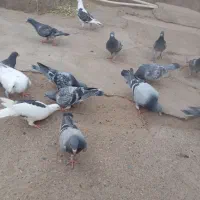 کبوتر مسافتی