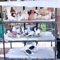 کفتر