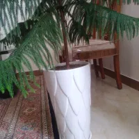 کاج مطبق