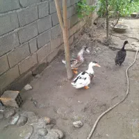 2عدد اردک بالغ