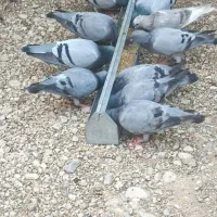 کبوتر مسافتی