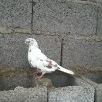 کبوتر