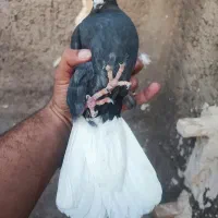 زاغ دمسفید کلاهی نر