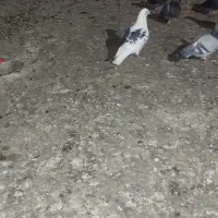 کود کفتر ۱۰کیسه موجوده