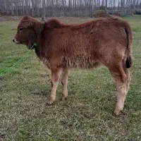 گوساله ماده چالوسی جنس لیشه گاو