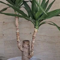 گل یوکا