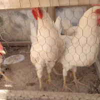 خروس
