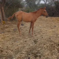 کوره اسب نر مشتری واقعی پیام بده
