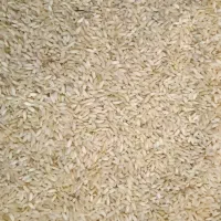 برنج چمپا لوداب