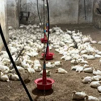 جوجه بوقلمون بیوتی نیکلاس