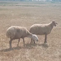 گوسفند جوان