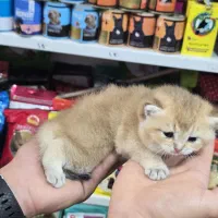گربه بریتیش گلد