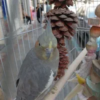 عروس هلندی