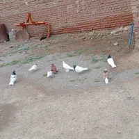 کبوتر|پرنده|خسروشاه, |دیوار