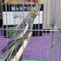 دوعدد عروس پاریس