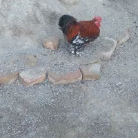 مرغ وخروس