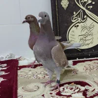 چندین جفت کبوتر