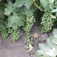 فروش غوره عسگری
