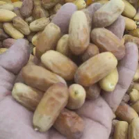 خرما پیمازو. تازه تازه
