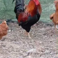 خروس