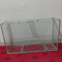 آکواریوم|ماهی|چگنی, |دیوار