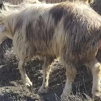 یک عدد قوچ  قیمت ۴۵۰۰۰۰۰۰تومان