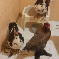 اردک اسراییلی خروس محلی