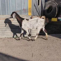 بز پاکستانی با کهره شیری