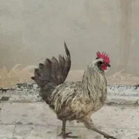 خروس رسمی خونگی