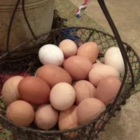 تخم‌مرغ نطفه دار دو رگ