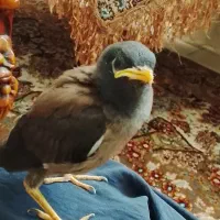 جوجه مینا